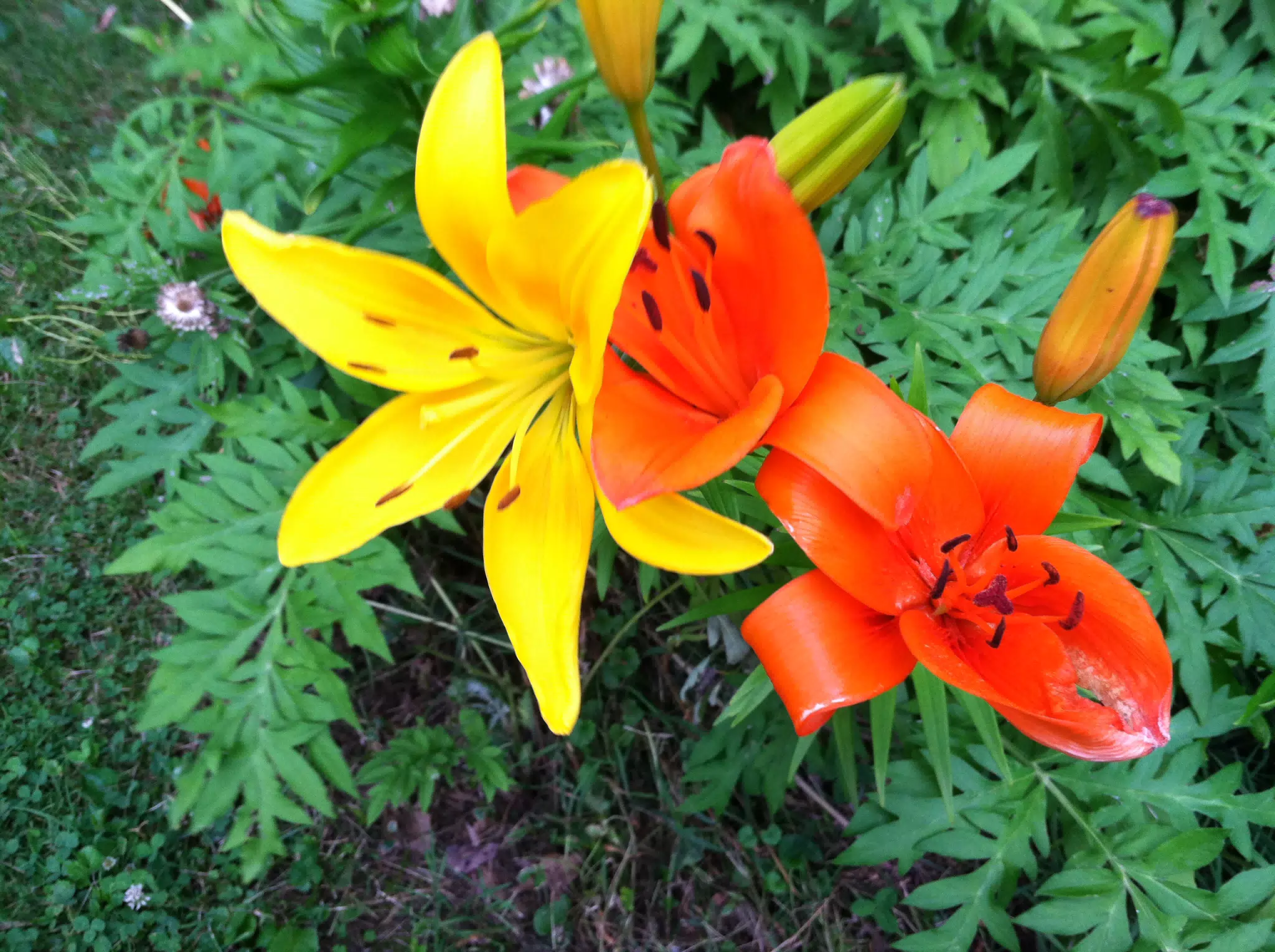Grandma's Flowers