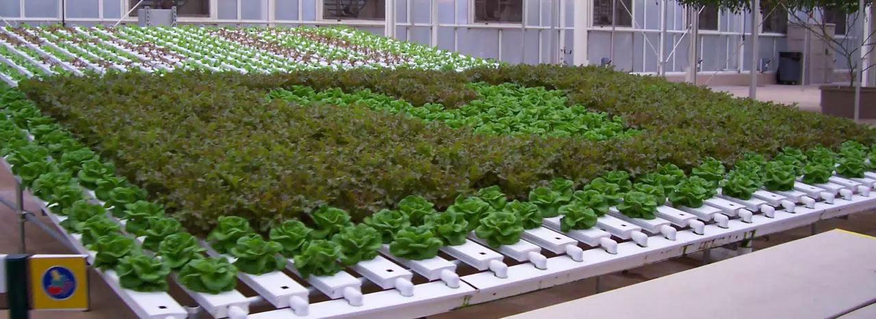 Hidden Hydroponic Mickey