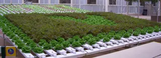 Hidden Hydroponic Mickey