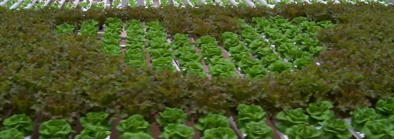 Hidden Hydroponic Mickey Mouse