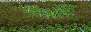 Hidden Hydroponic Mickey Mouse