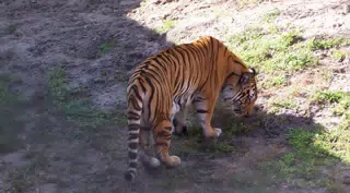 Bengal Tiger