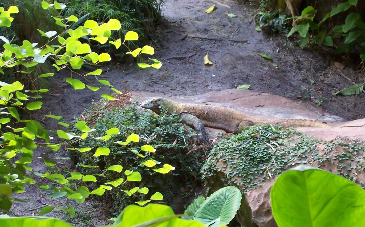 Komodo Dragon