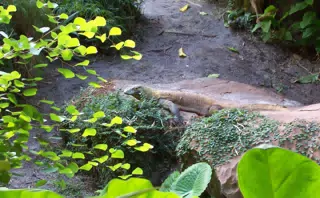 Komodo Dragon