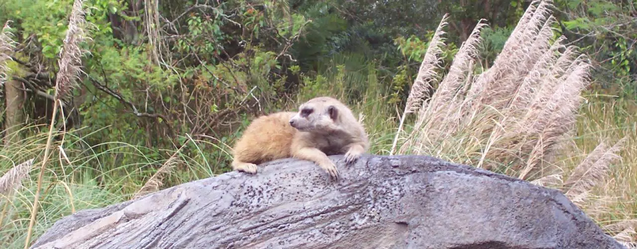 Meerkat