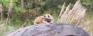 Meerkat