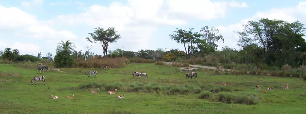 Safari