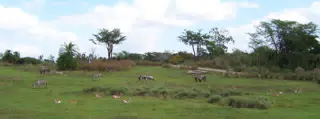 Safari