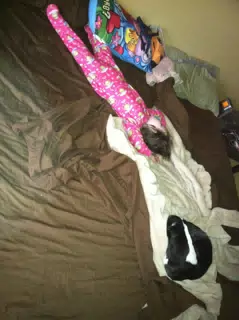 Liesl and Oreo Hogging the Bed