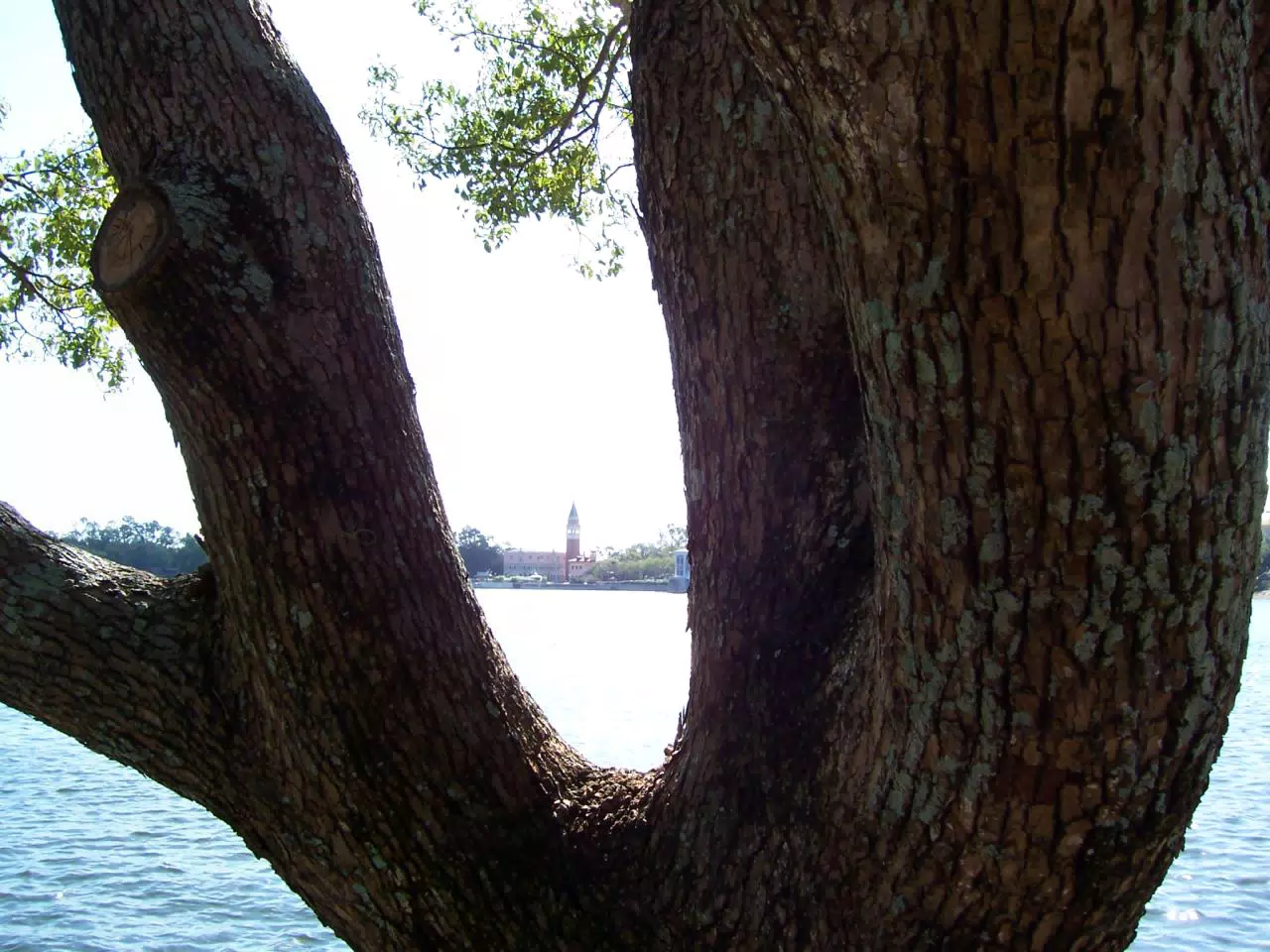 Italy Through Tree in EPCOT WDW