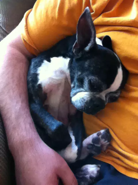 Oreo Really Needed a Snuggle