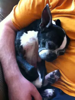 Oreo Really Needed a Snuggle