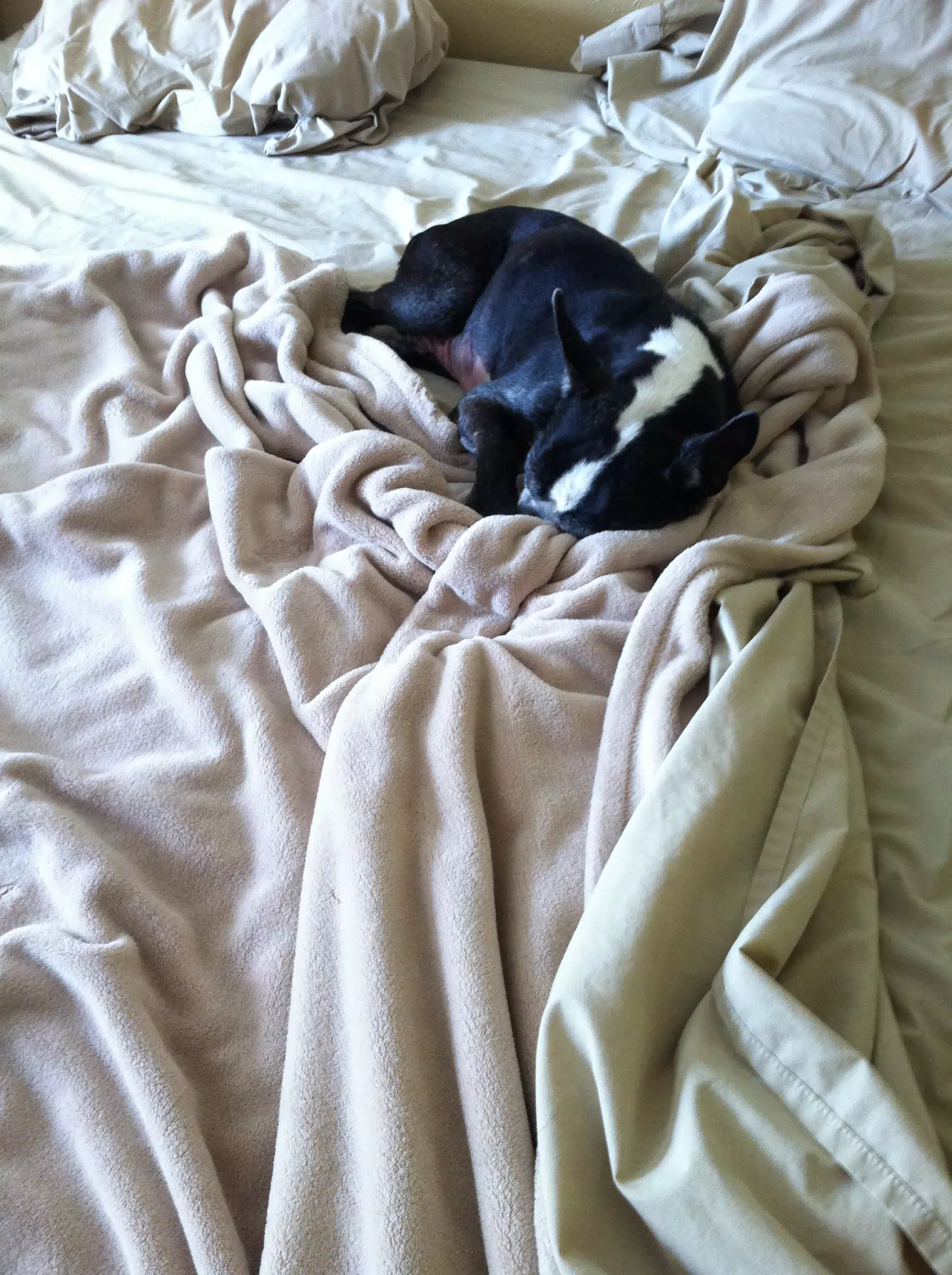 Oreo's Weekend Plans