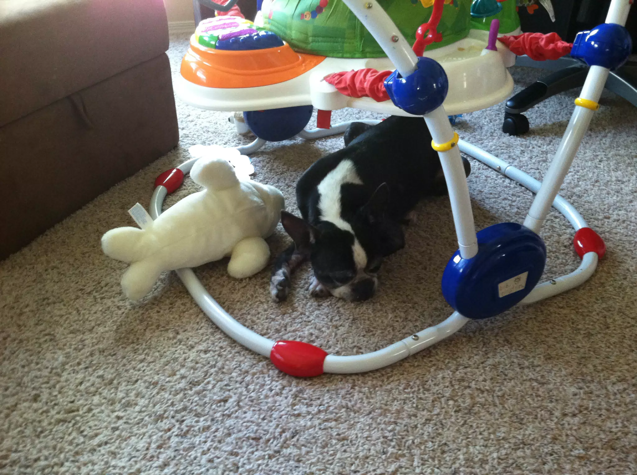 Oreo Hiding