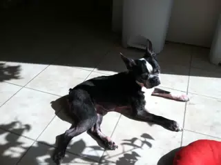 Oreo in Sun