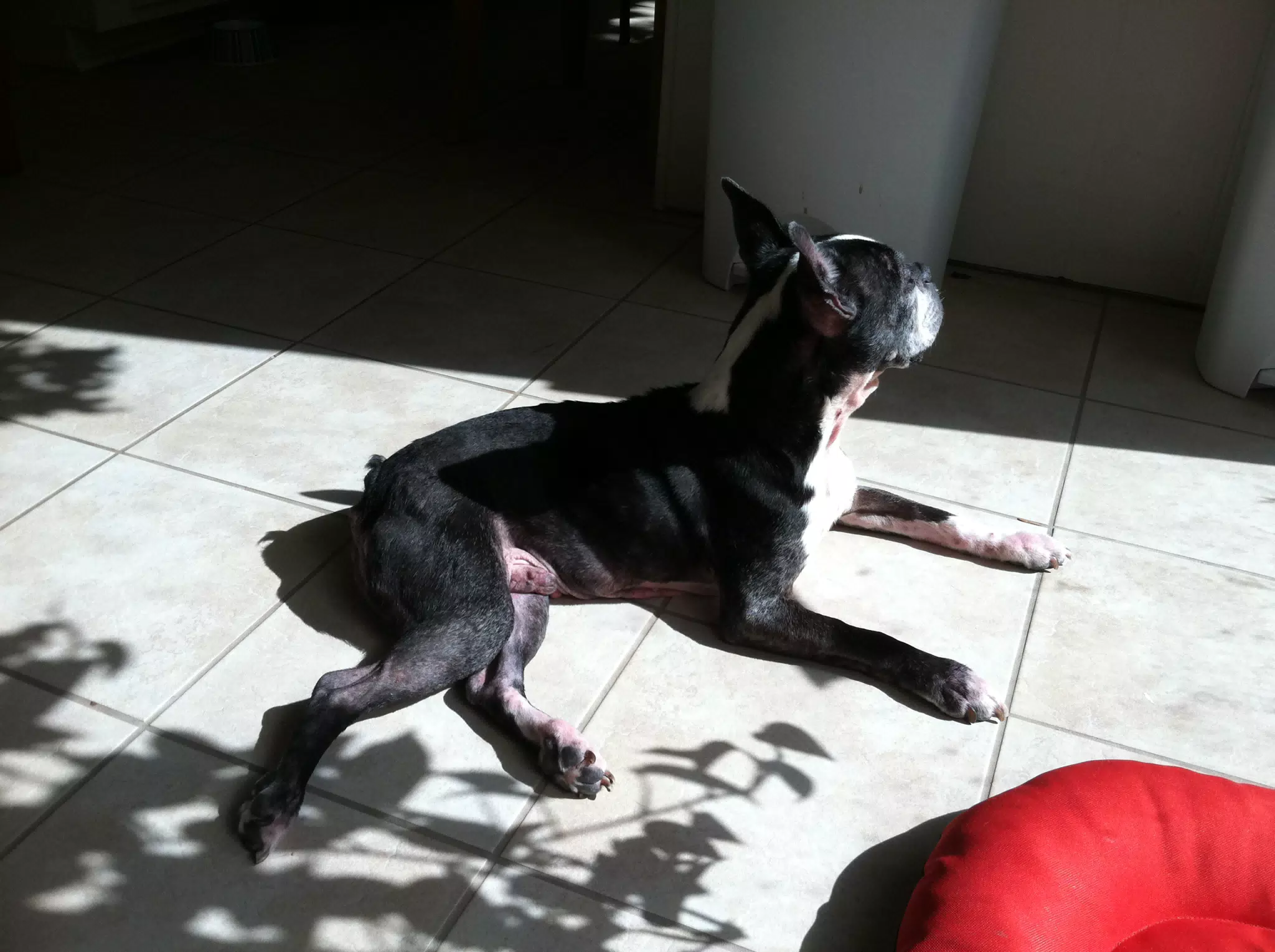 Oreo in Sun