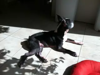 Oreo in Sun
