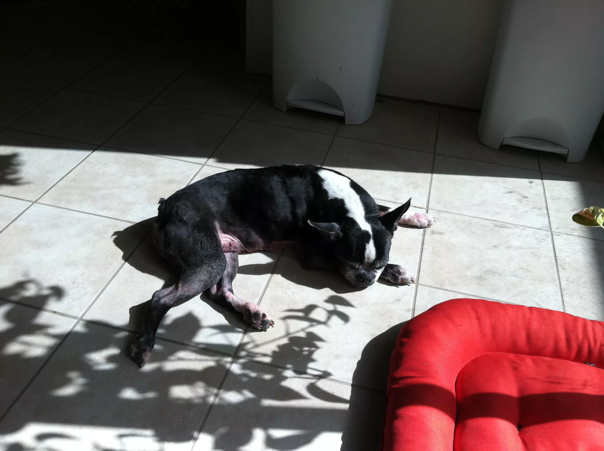 Oreo Sleeping in the Sun