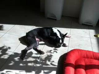 Oreo Sleeping in the Sun