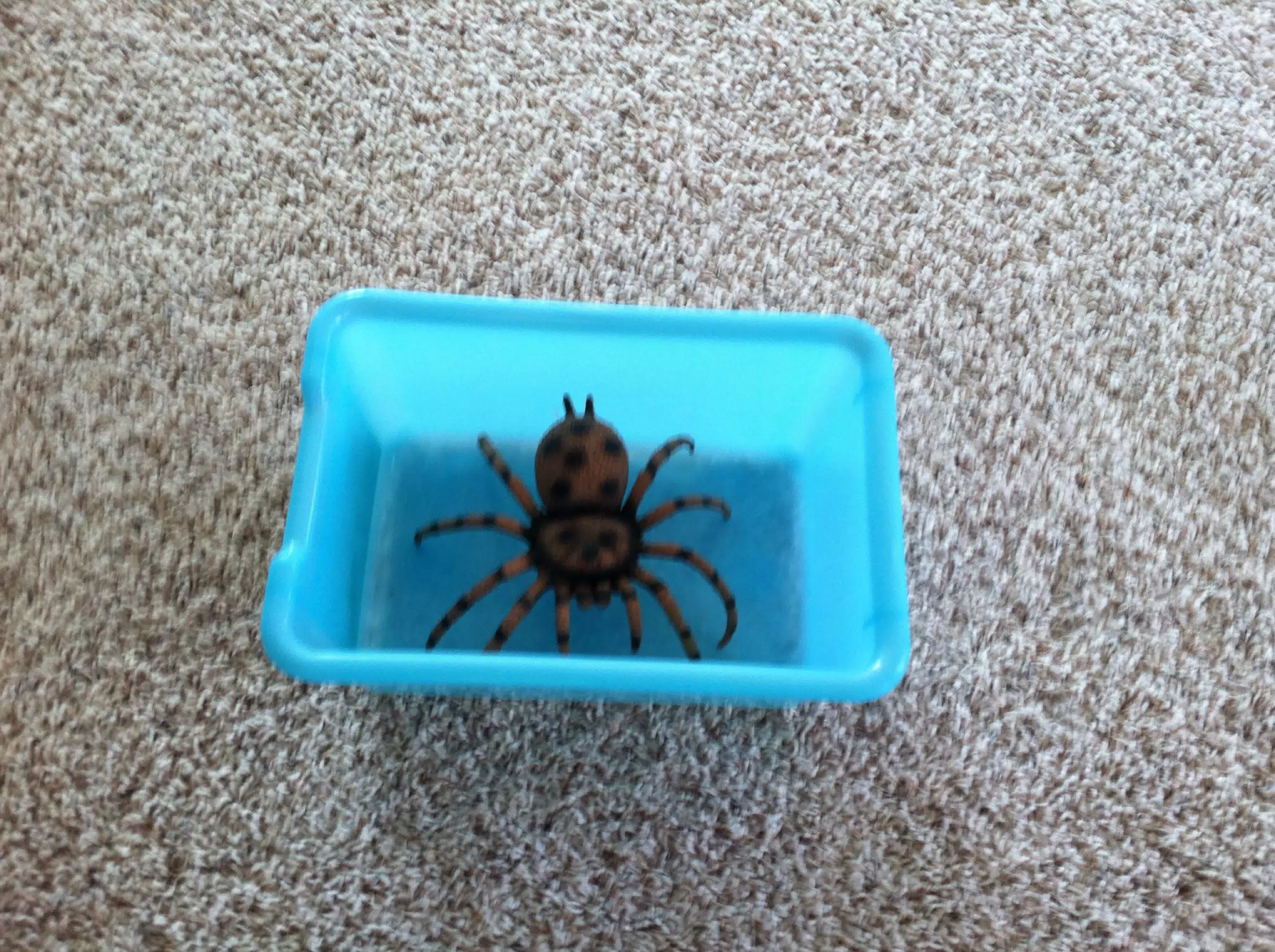 Tarantula in a Box