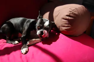 Oreo Lounging in the Sun