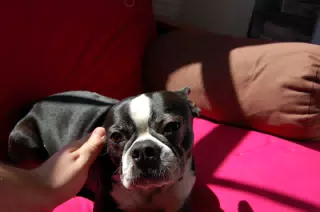 Oreo Lounging in the Sun