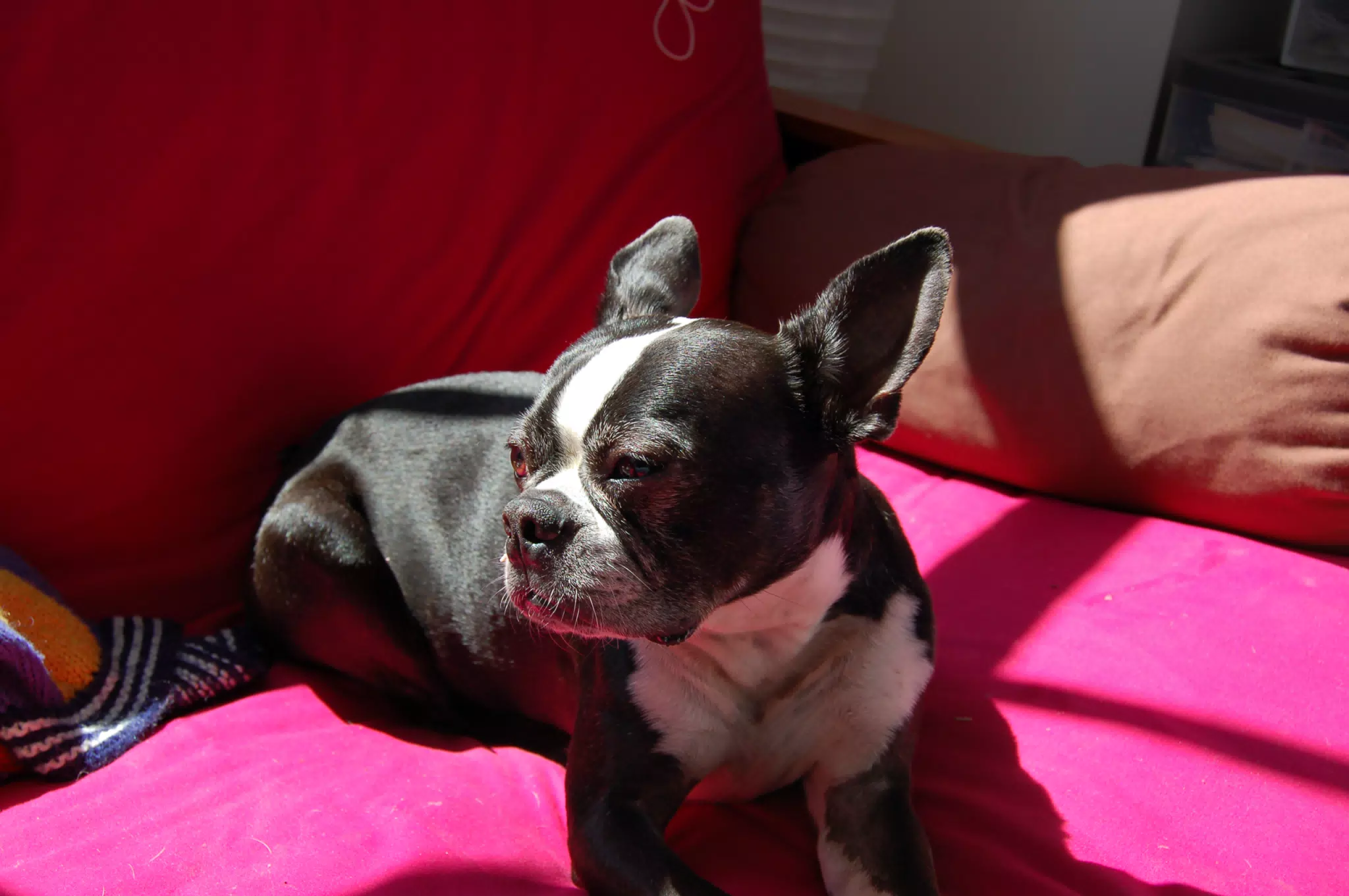 Oreo Lounging in the Sun