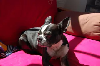 Oreo Lounging in the Sun