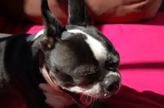 Oreo Yawning