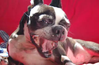 Oreo Yawning