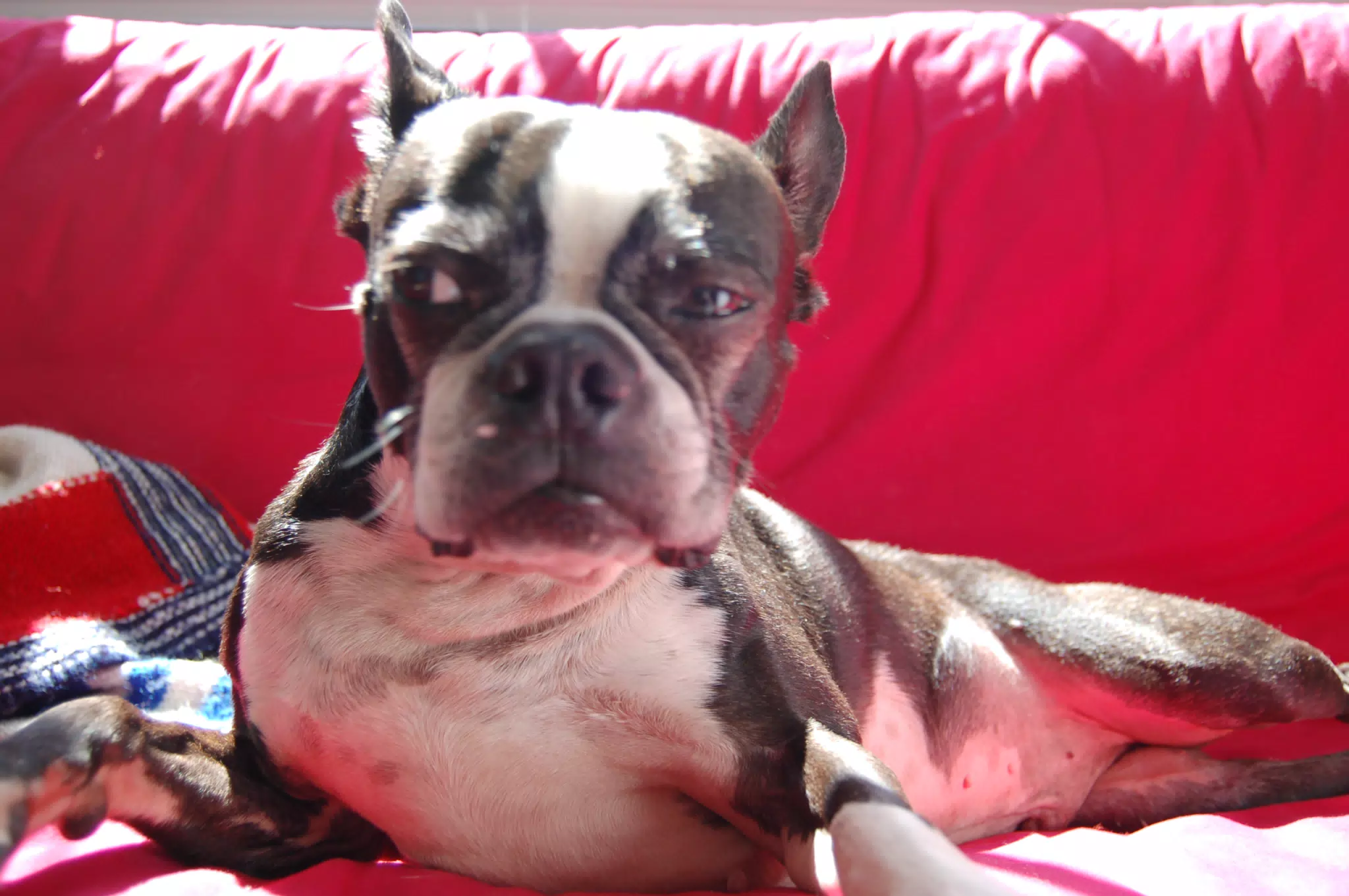 Oreo Lounging in the Sun