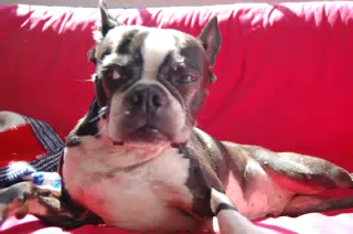 Oreo Lounging in the Sun