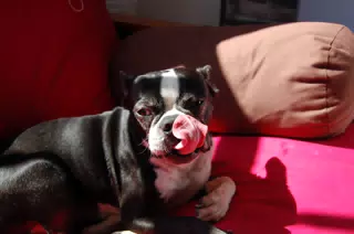 Oreo Lounging in the Sun