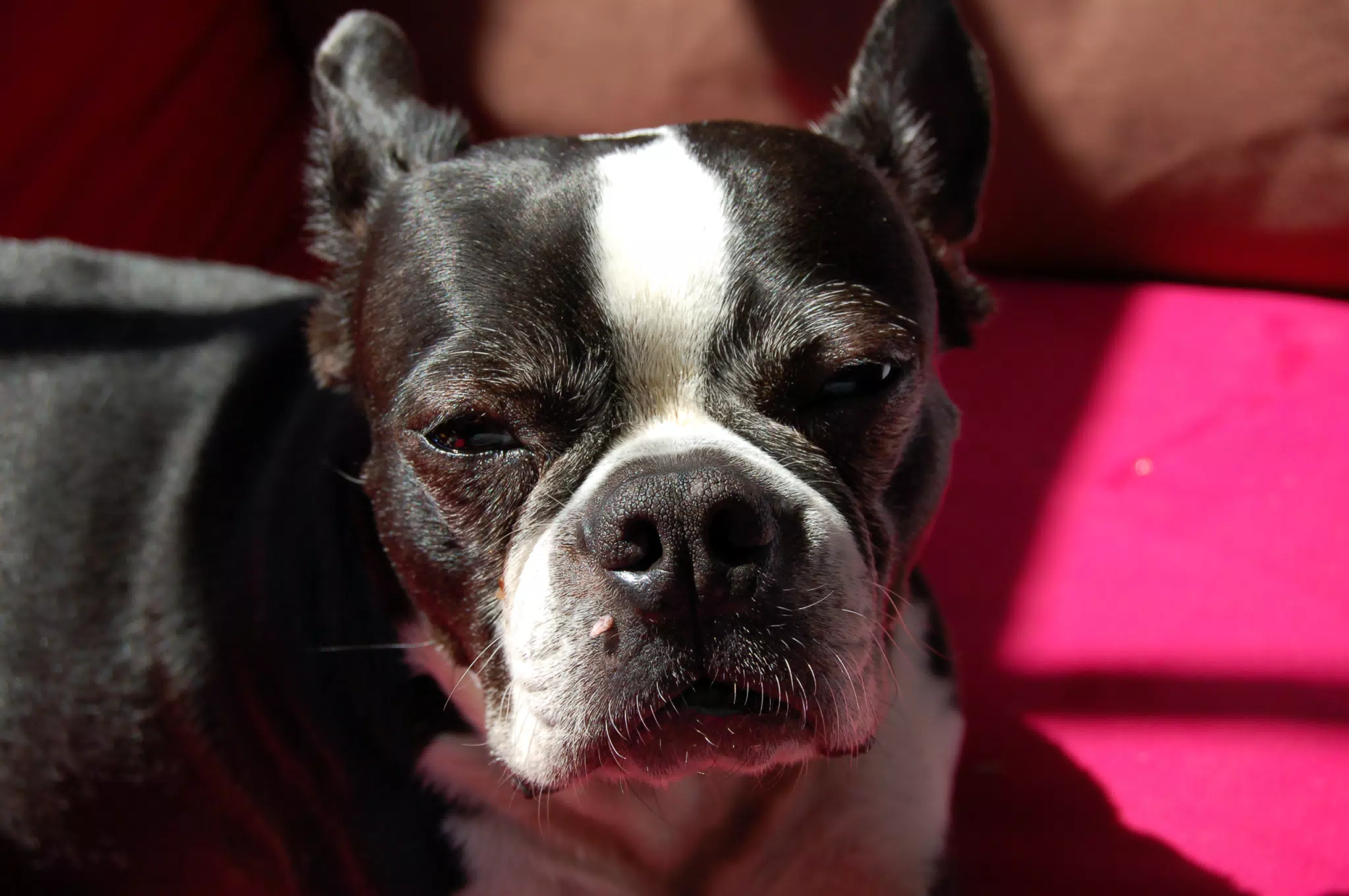 Oreo Lounging in the Sun
