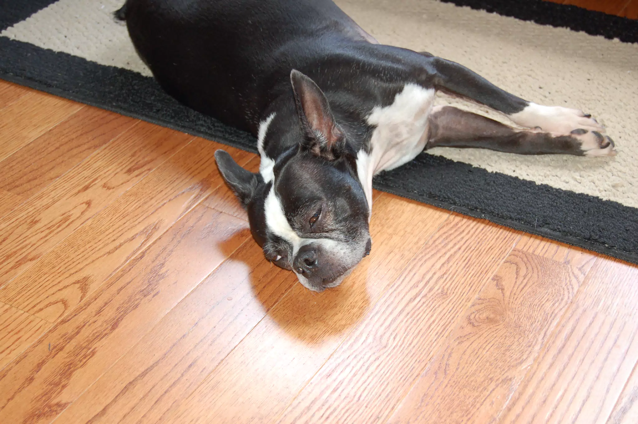 Oreo Sleeping on Hardwood