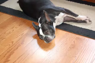 Oreo Sleeping on Hardwood