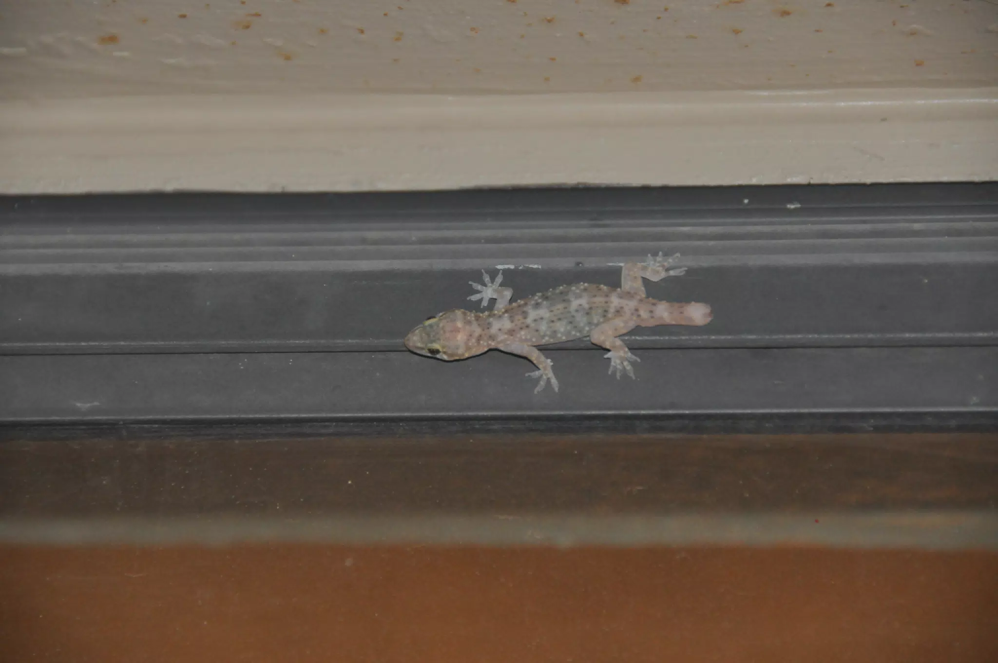 Our House Gecko