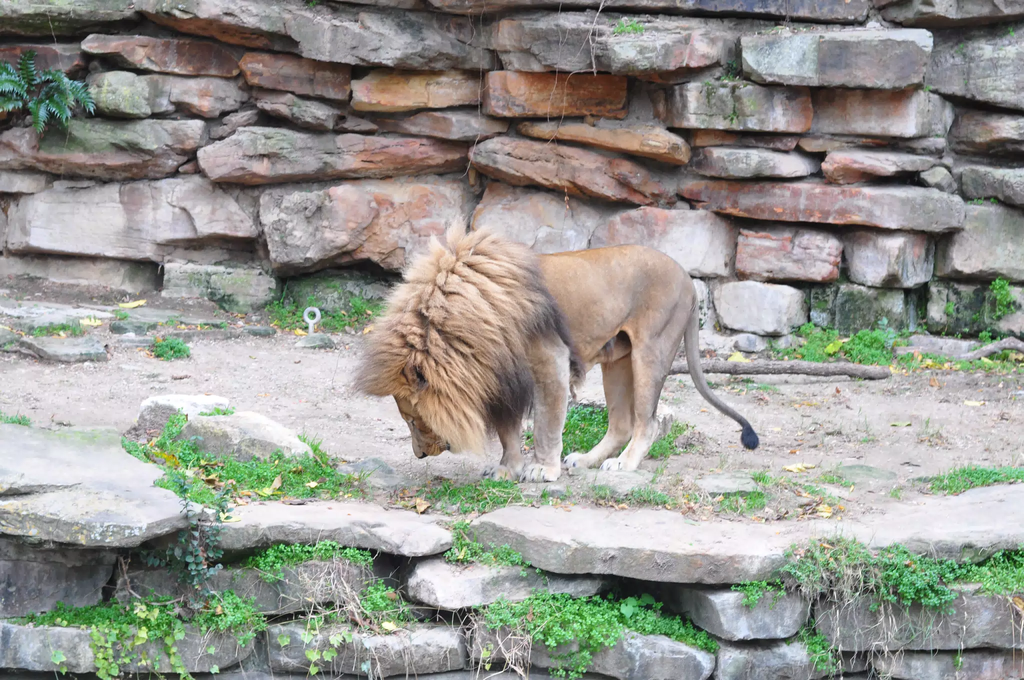 Lion at the Fort Worth Zoo