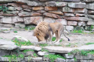 Lion at the Fort Worth Zoo