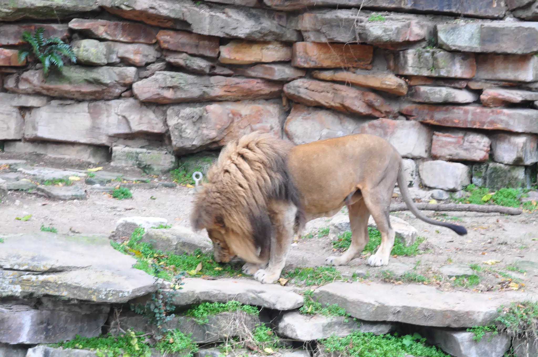 Lion at Fort Worth Zoo