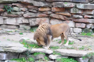 Lion at Fort Worth Zoo