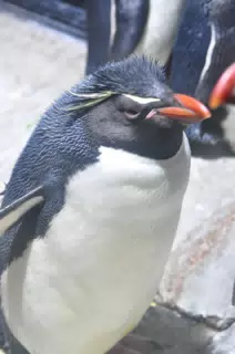 Penguin at the Fort Worth Zoo