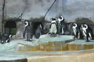 Penguins at the Fort Worth Zoo