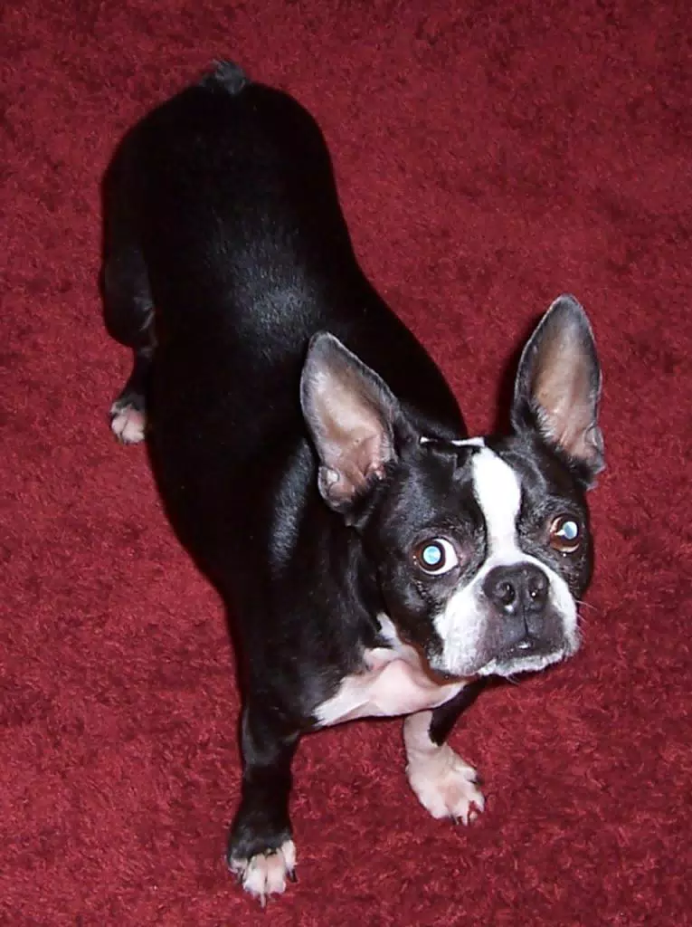 Oreo on Red Carpet