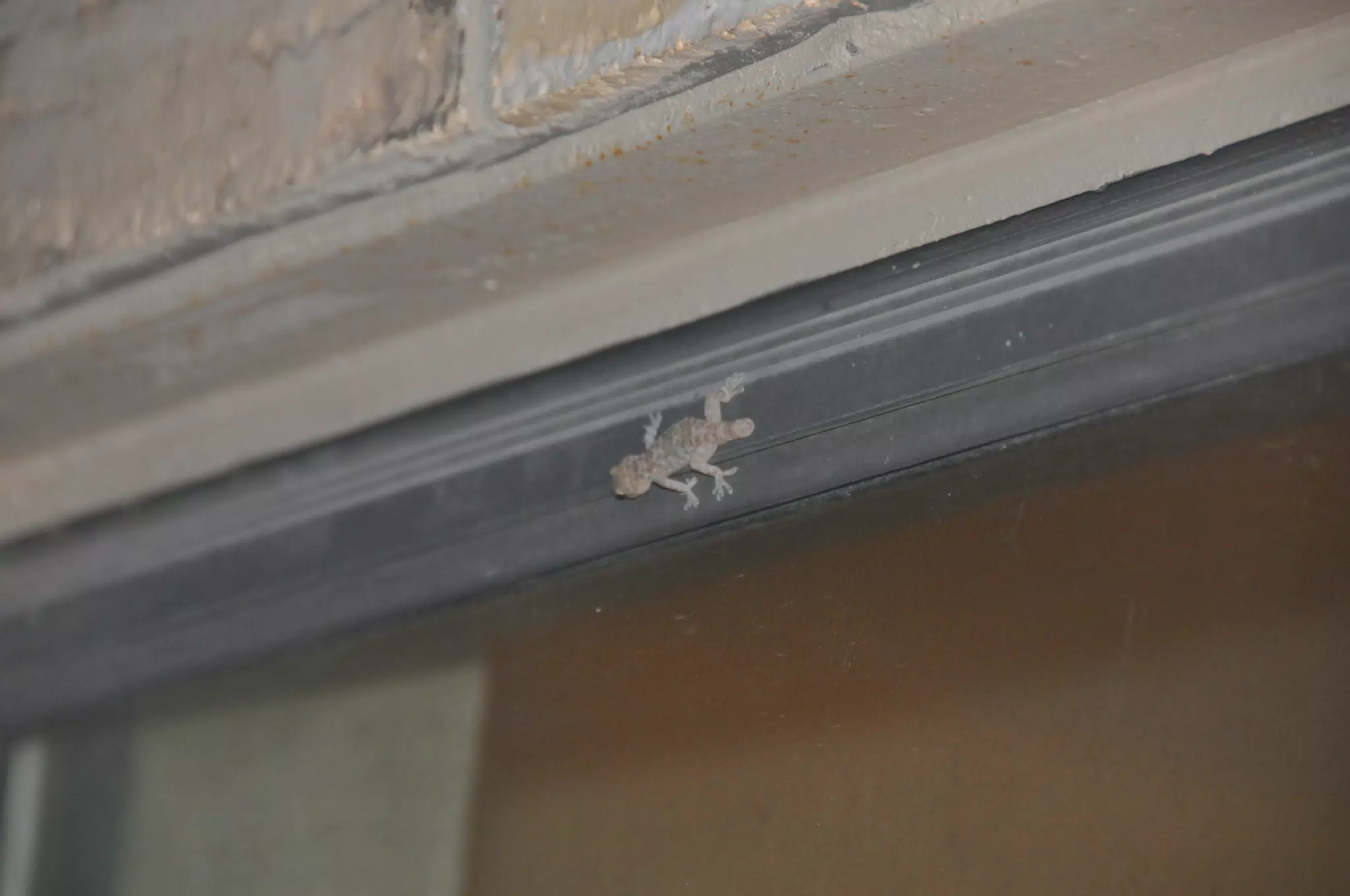 Our House Gecko