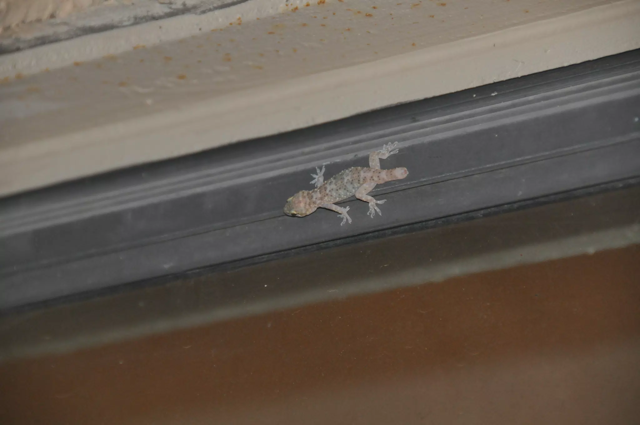Our House Gecko