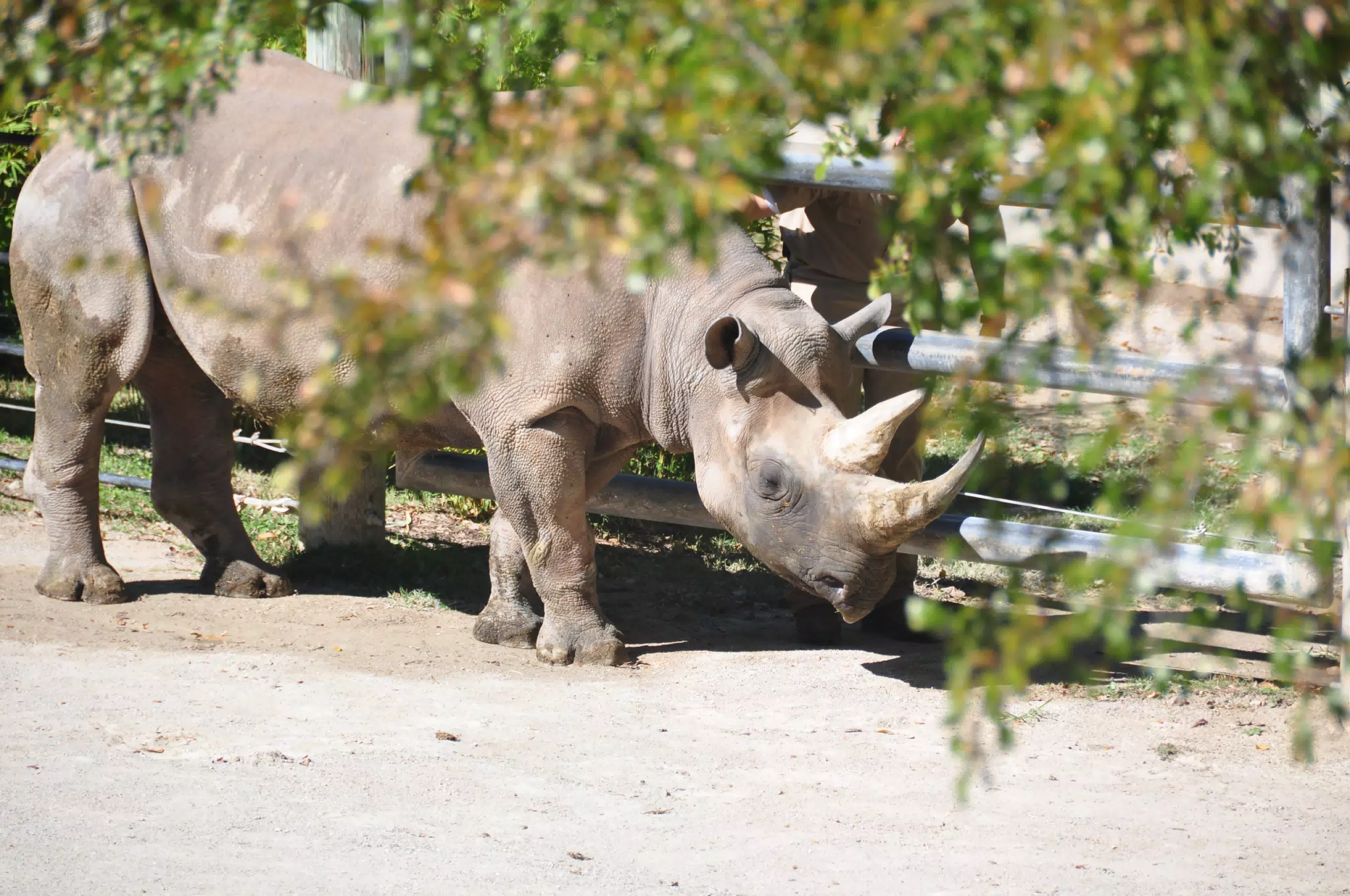 DSC_0077
