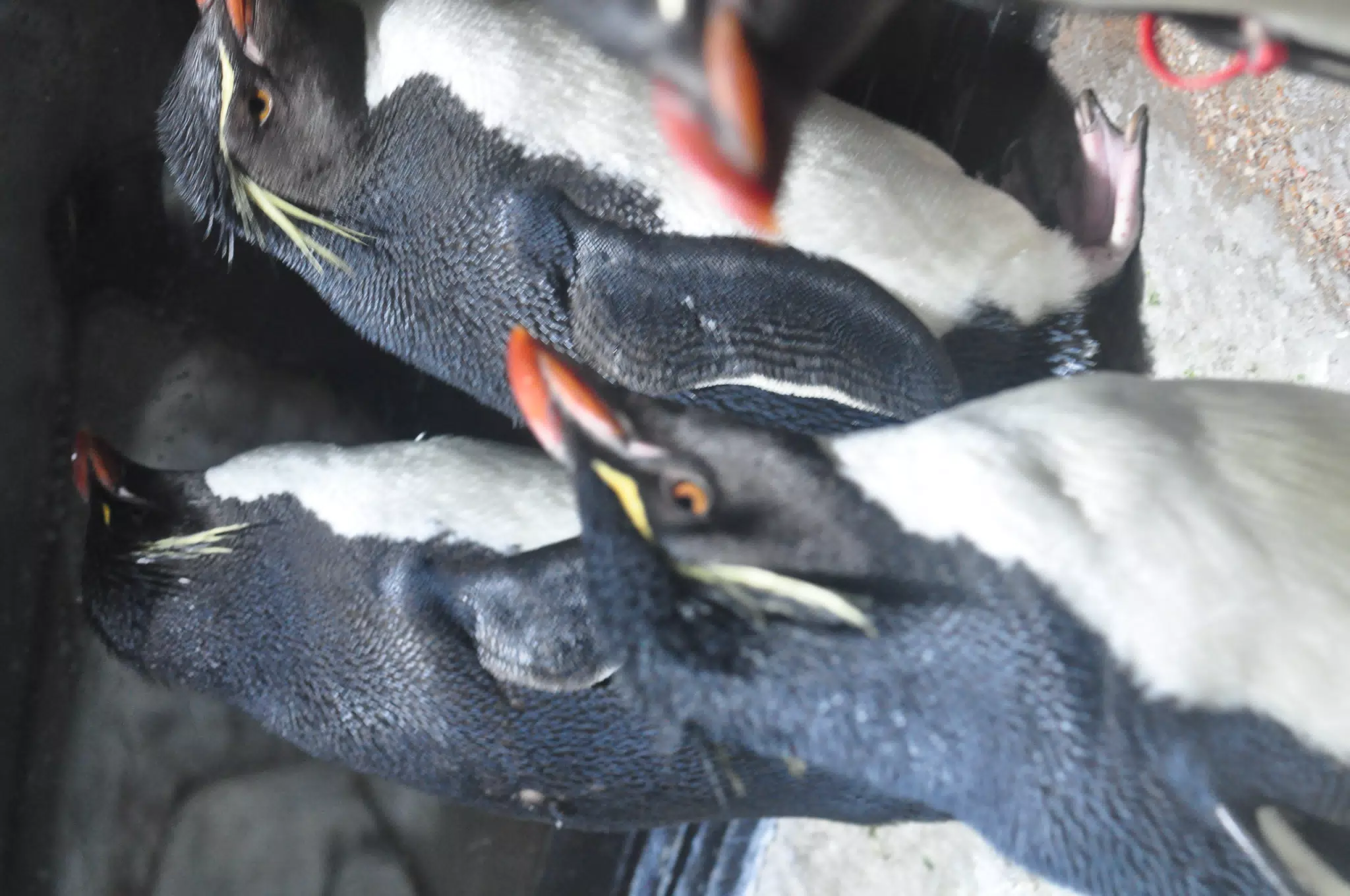 Penguins at the Fort Worth Zoo