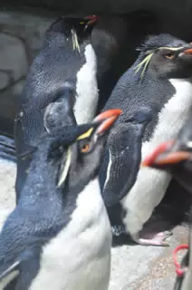 Penguins at the Fort Worth Zoo