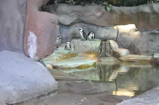 Penguins at Fort Worth Zoo